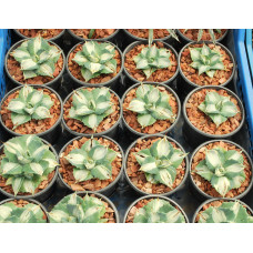 Agave isthmensis ‘Ohi Raijin Shiro Nakafu