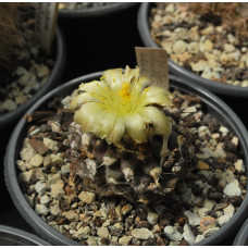 Copiapoa molicula