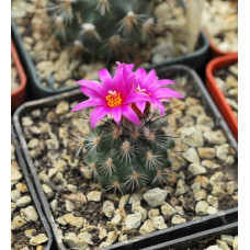 Gymnocactus viereckii