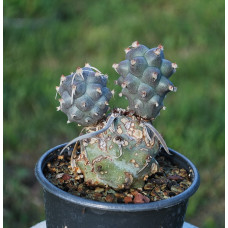 Tephrocactus articulatus