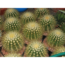 Echinocactus grusonii