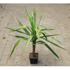 Yucca elephantipes