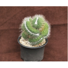 Mammillaria spinosissima cv. un pico f cristata