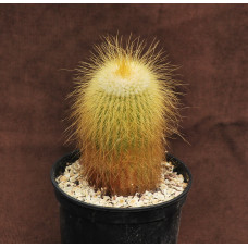 Eriocactus leninghausii