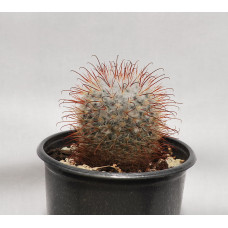 Mammillaria bombycina