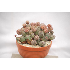 Euphorbia obessa X globosa