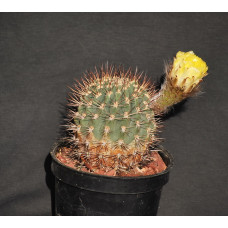 Acanthocalycium thionanthum