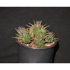 Euphorbia melophormis