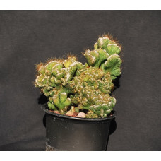 Cereus jamacaru f monstrosa