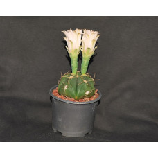 Gymnocalycium horstii v buenekeri