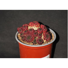 Sulcorebutia raushii f violet