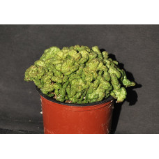 Euphorbia sp cristata