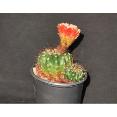 Notocactus ottonis v vencluvianus