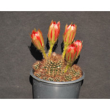 Lobivia arachnacantha v densiseta