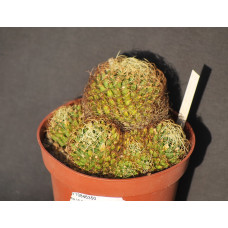 Dolichothele marnier-lapostolle