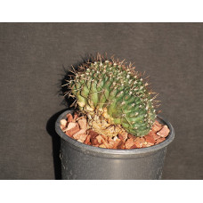 Gymnocalycium gibbosum f cristata