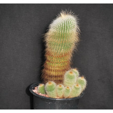 Eriocactus leninghausii f albispinus