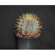 Ferocactus glaucescens