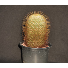 Mammillaria dixanthocentron