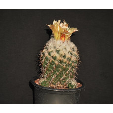 Coryphantha unicornis