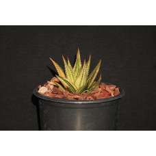 Haworthia attenuata f variegata