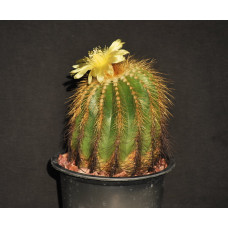 Eriocactus magnificus