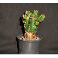 Euphorbia handiensis