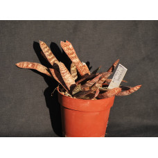 Gasteria batesiana v dolomitica