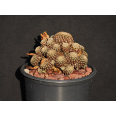 Sulcorebutia crispata 