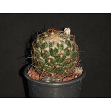 Coryphantha sp CSD296