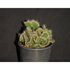 Opuntia tuna f cristata