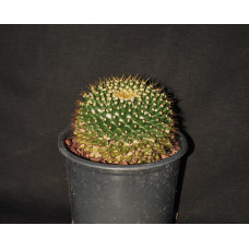 Mammillaria marxiana
