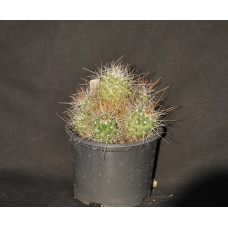 Cochemia (mammillaria) setispina