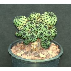 Sulcorebutia raushii f green
