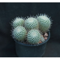 Mammillaria geminispina