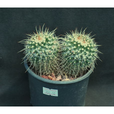 Mammillaria nejapensis