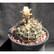 Gymnocalycium castellanosii