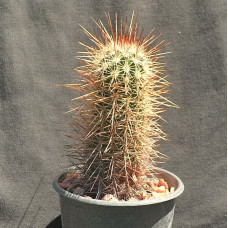 Echinocereus engelmannii v thrysocentrus LZ799