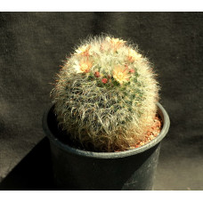 Mammillaria bocasana