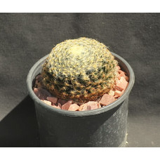 Mammillaria schiedeana
