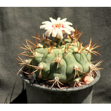 Gymnocalycium izozogsii