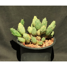 Cumilopuntia boliviana