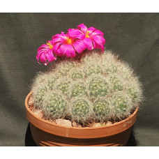 Krainzia (mammillaria) guelzowiana