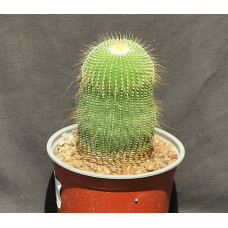 Eriocactus leninghausii f inermis
