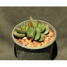 Adromischus maculatus