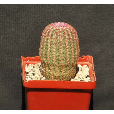 Echinocereus rigidissimus rubrispinus