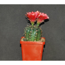 Gymnocalycium baldianum