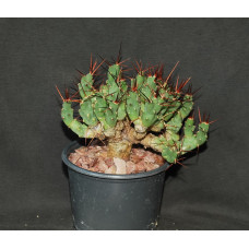 Tephrocactus sp