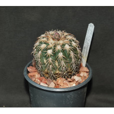 Gymnocalycium spegazzinii