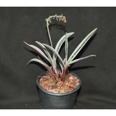 Scilla violacea f variegata